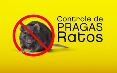Ratos – Controle Integrado com iscas frescas.